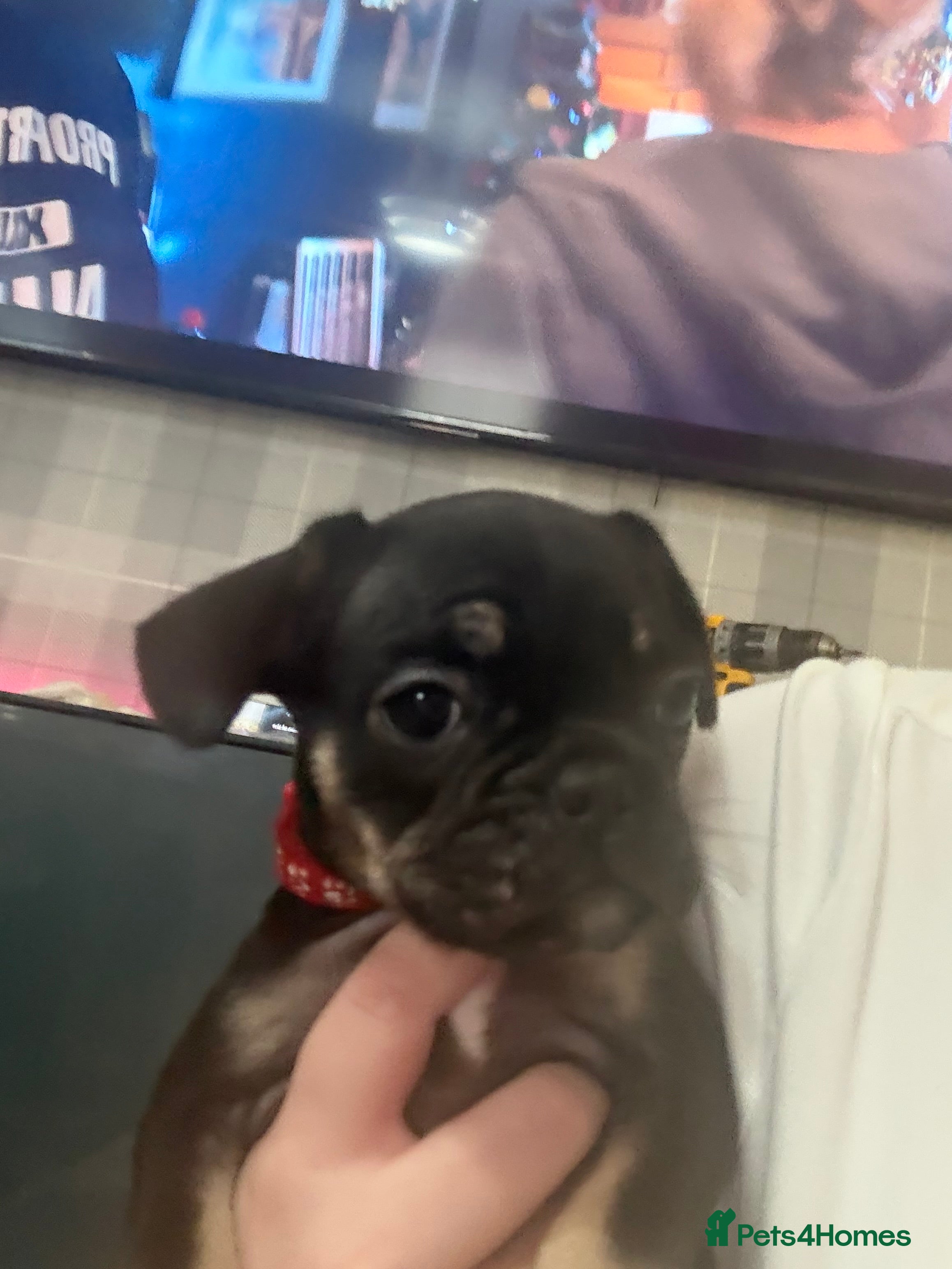 Frug dogs Frug puppys - Advert 1