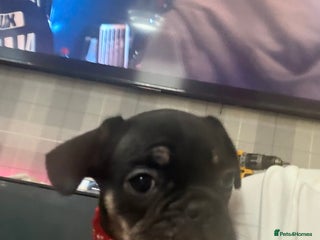 Frug dogs Frug puppys - Advert 1