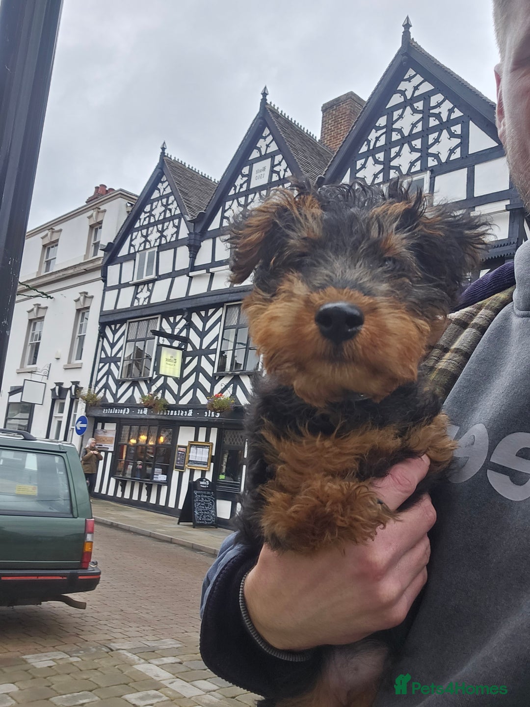 Welsh Terrier dogs for sale: Looking for the PERFECT home  - Advert 4