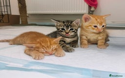 British Shorthair cats for sale: Gorgeous Ginger Tabby Mixed BSH Kittens  - Advert 3