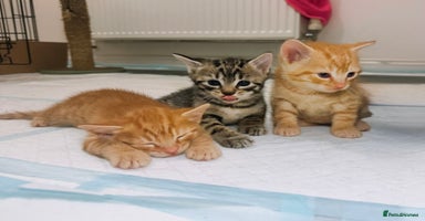 British Shorthair cats Gorgeous Ginger Tabby Mixed BSH Kittens  - Advert 2