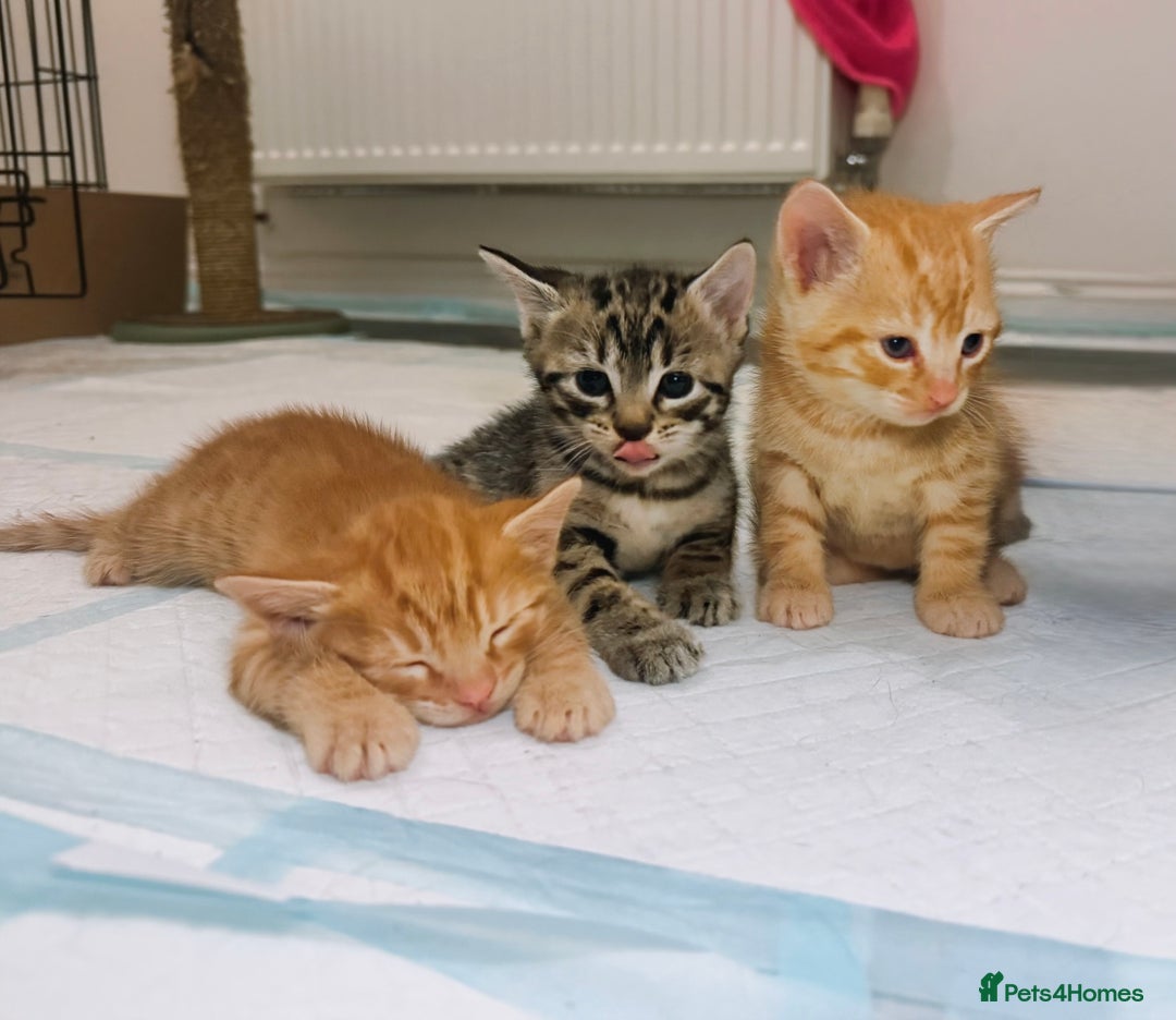 British Shorthair cats for sale: Gorgeous Ginger Tabby Mixed BSH Kittens  - Advert 3