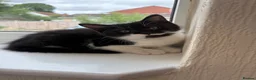 Mixed Breed cats for sale: Black and White Fluffy Male Kitten - Advert 29