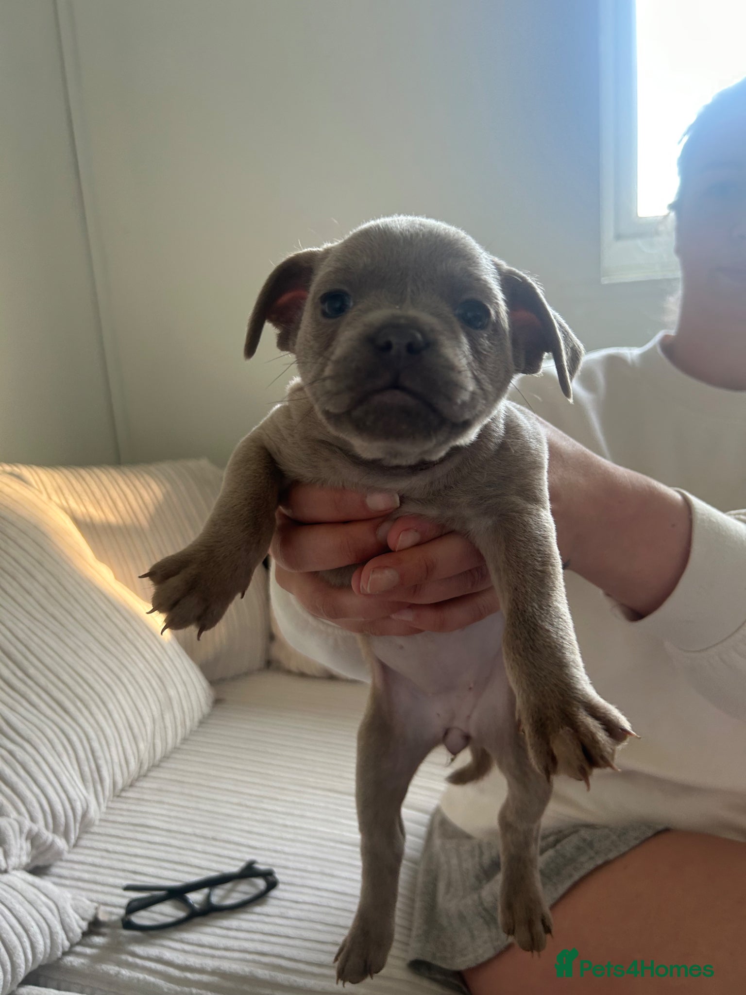 Mixed Breed dogs Frenchie mixed - Advert 11