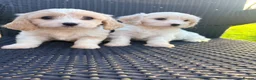 Cavachon dogs for sale: Cavachon puppies  in Wickford - Advert 4
