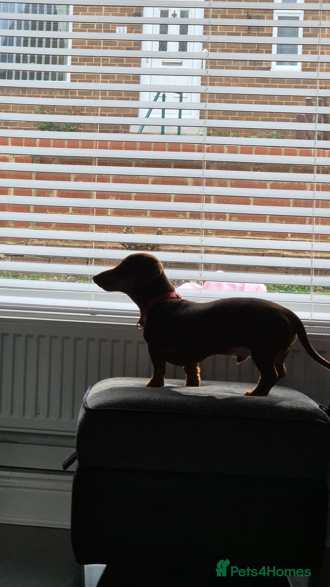 Miniature Dachshund dogs for stud: STUD available  - Image 21