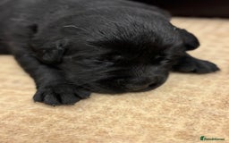 Labrador Retriever dogs for sale: Show Chunky Black & Yellow Labradors  - Advert 7