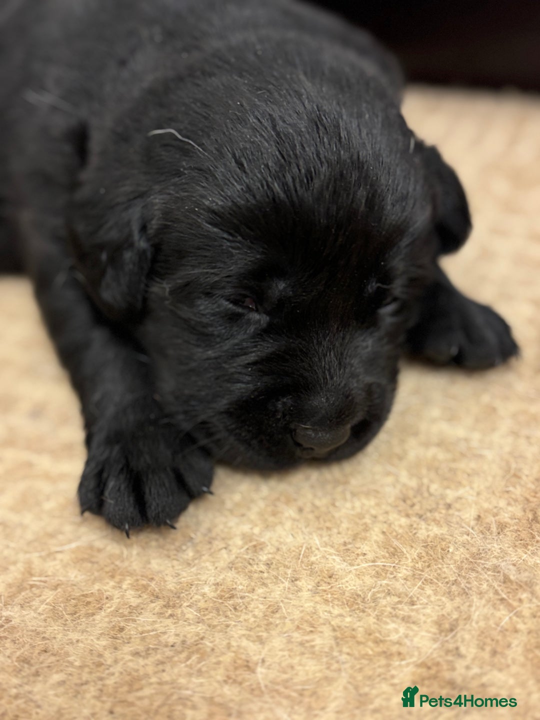 Labrador Retriever dogs for sale: Show Chunky Black & Yellow Labradors  - Advert 7