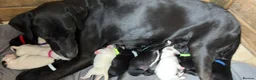 Mixed Breed dogs for sale: Dalmatian x Labrador puppies in Grimsby - Advert 2
