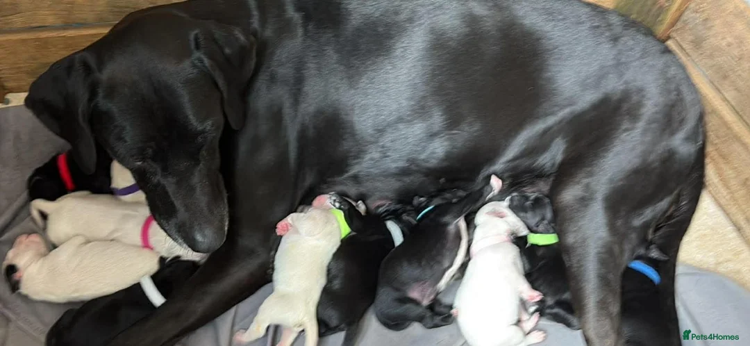Mixed Breed dogs for sale: Dalmatian x Labrador puppies in Grimsby - Advert 2