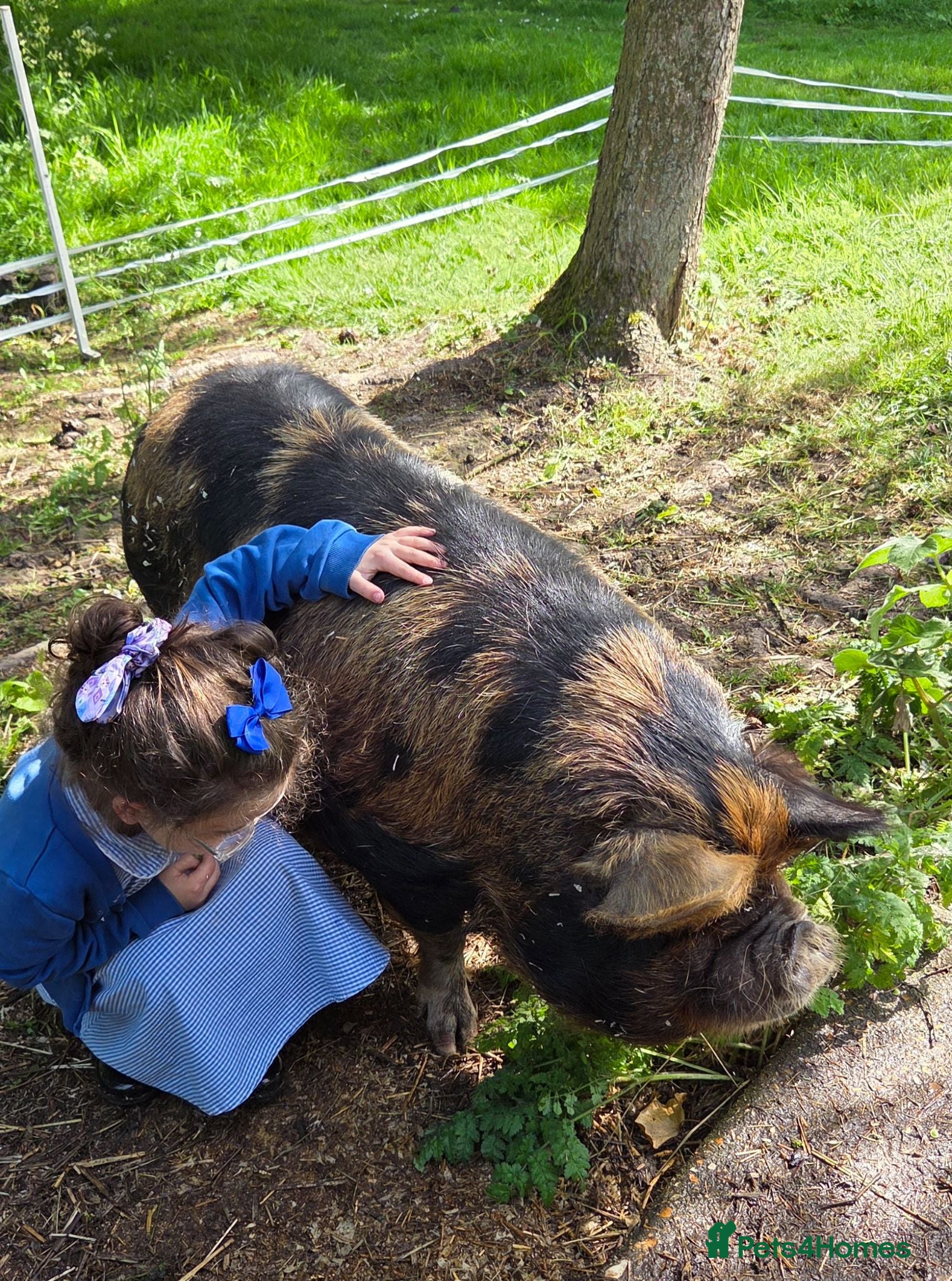 Pig livestock *READY NOW* Stunning lincs kune kune piglets - Advert 2