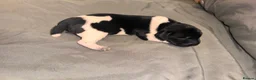 German Shorthaired Pointer dogs for sale: KC registered German shorthairs pointers for sale  - Advert 22