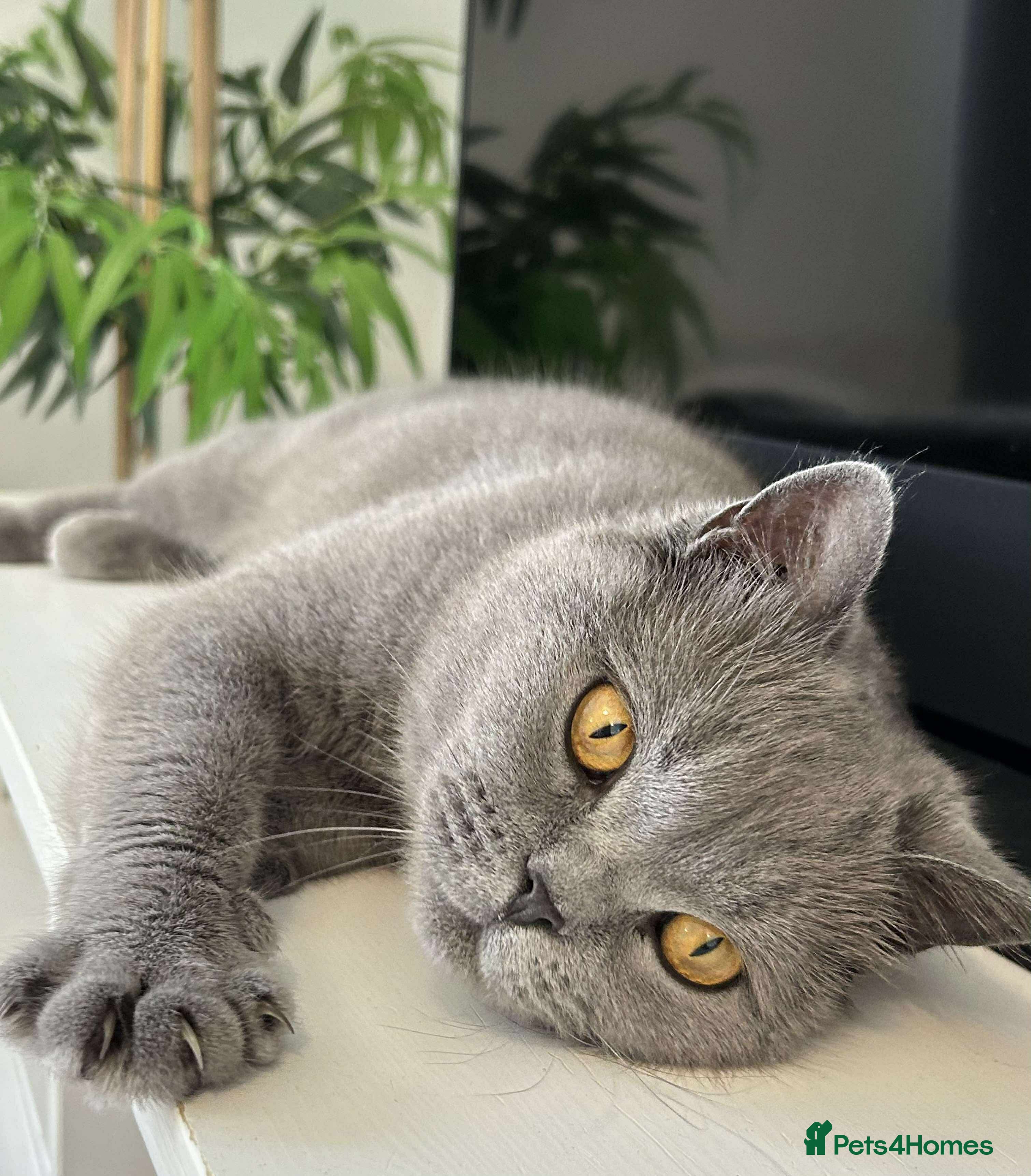 British Shorthair cats 6 beautiful full British shorthair kittens  - Advert 1