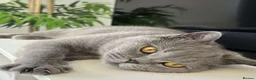 British Shorthair cats for sale: 6 beautiful full British shorthair kittens  - Advert 1