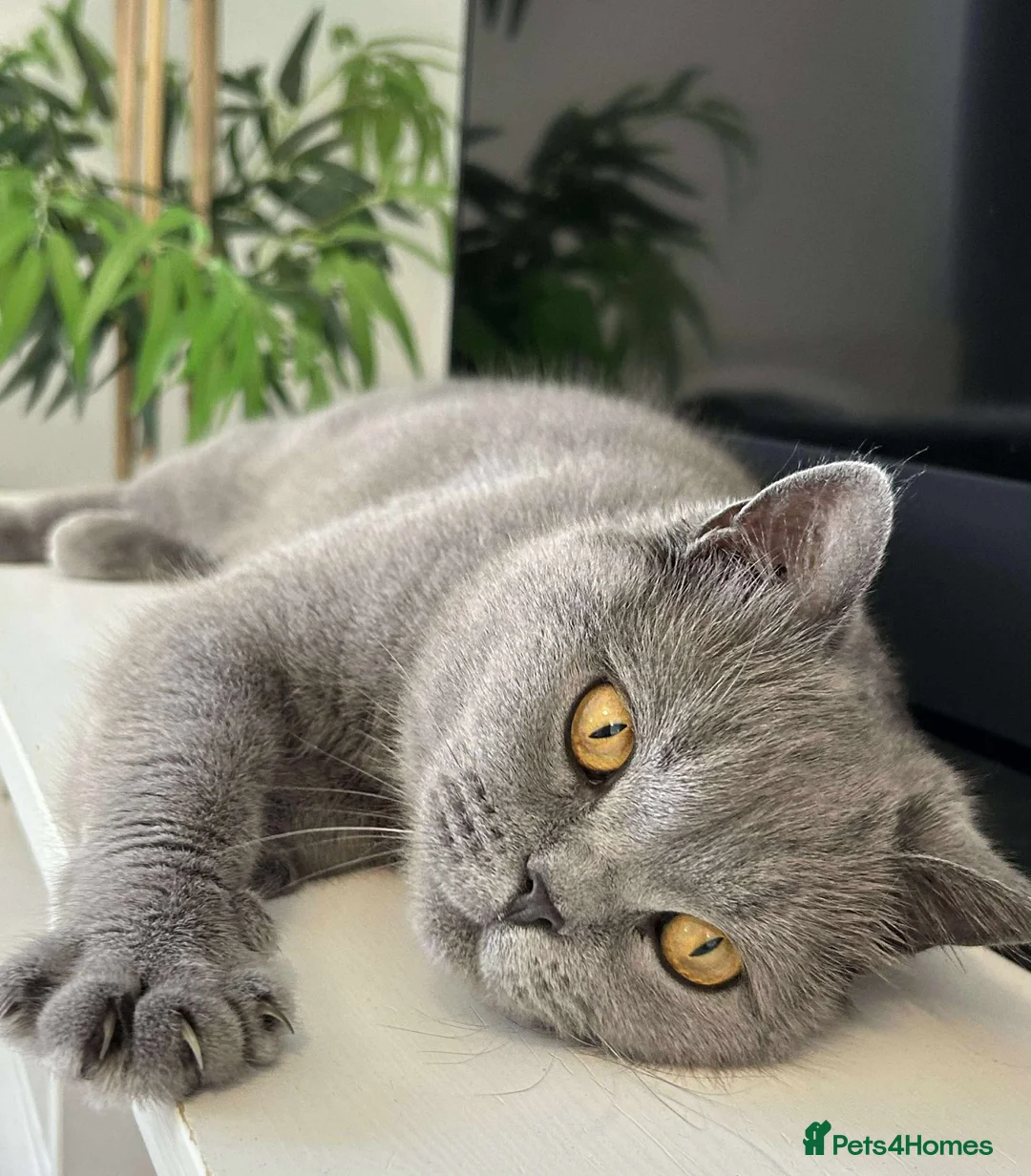 British Shorthair cats for sale: 6 beautiful full British shorthair kittens  - Advert 1