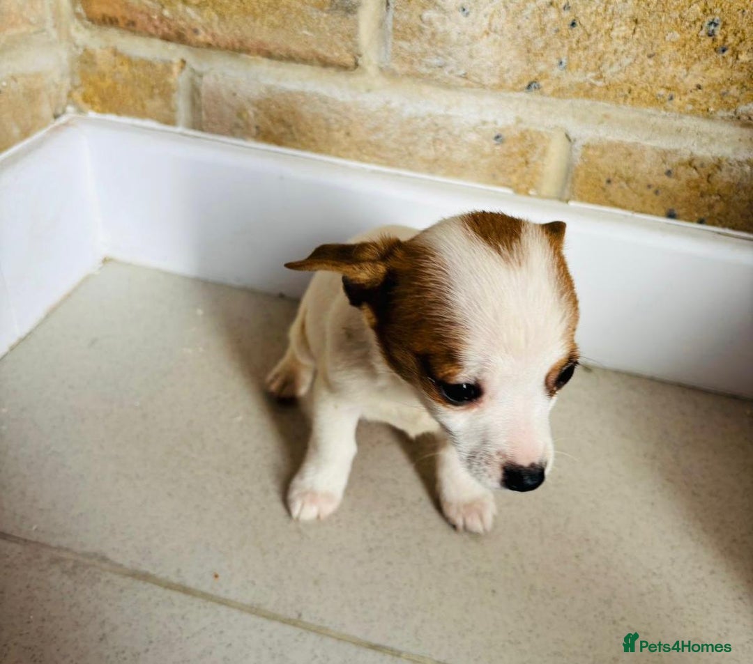 Chihuahua dogs for sale: Chihuahu Puppies - Image 13