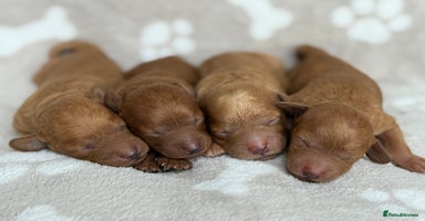Miniature Poodle dogs - Advert 2
