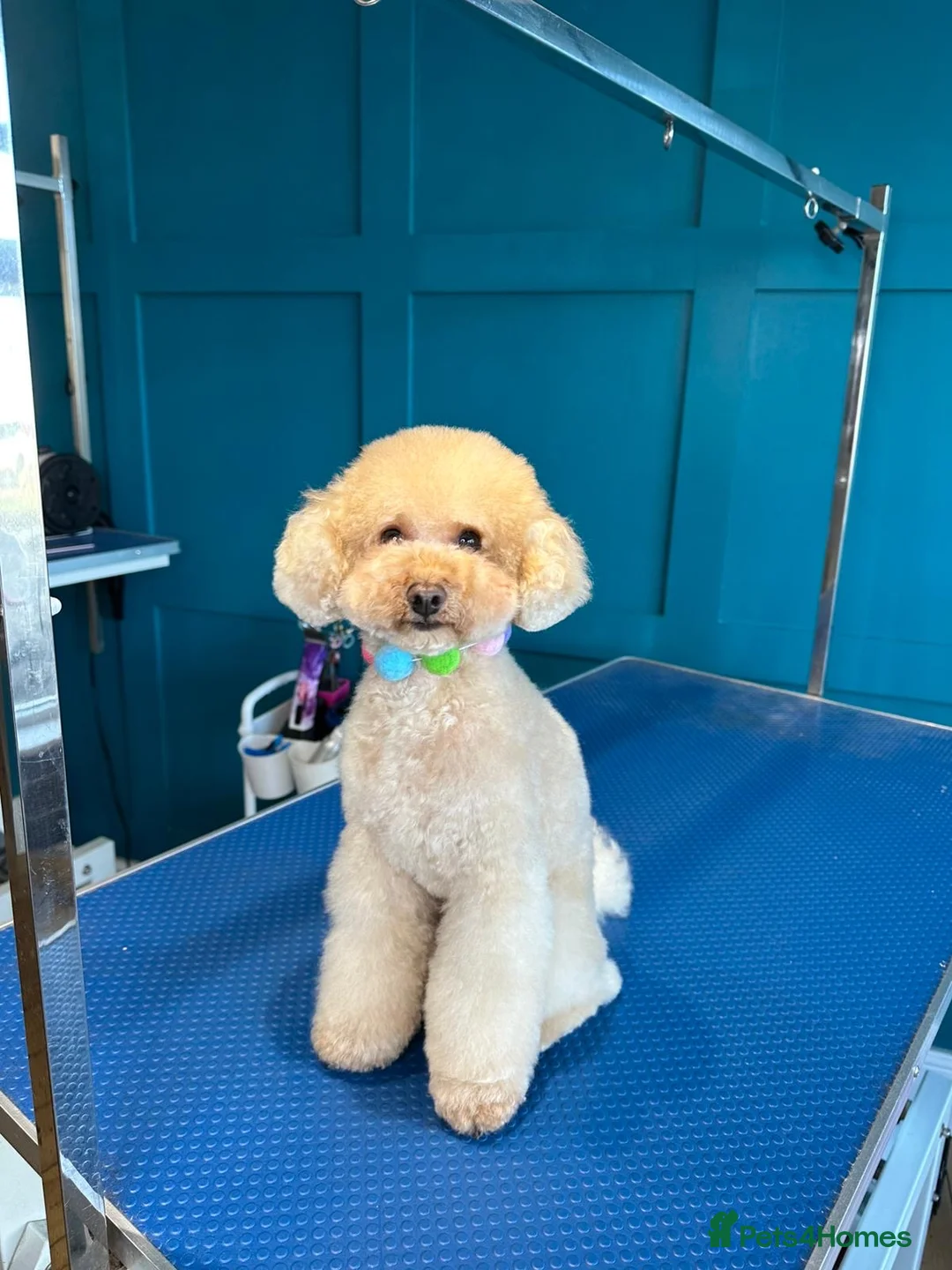 Toy Poodle dogs for stud:  proven tiny 2.3kg KC registered red toy poodle  - Advert 2
