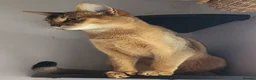 Abyssinian cats for sale: Adorable Pedigree Abyssinian kittens  in Royston - Advert 6