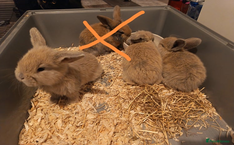 Dwarf Lop rabbits - Advert 1