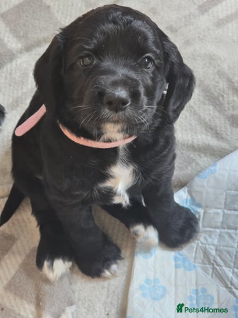 Sprocker dogs - Advert 1