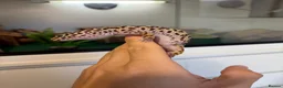 Leopard Gecko reptiles for sale: 2 Female Leopard Geckos + Full Setup  in Southampton - Advert 10