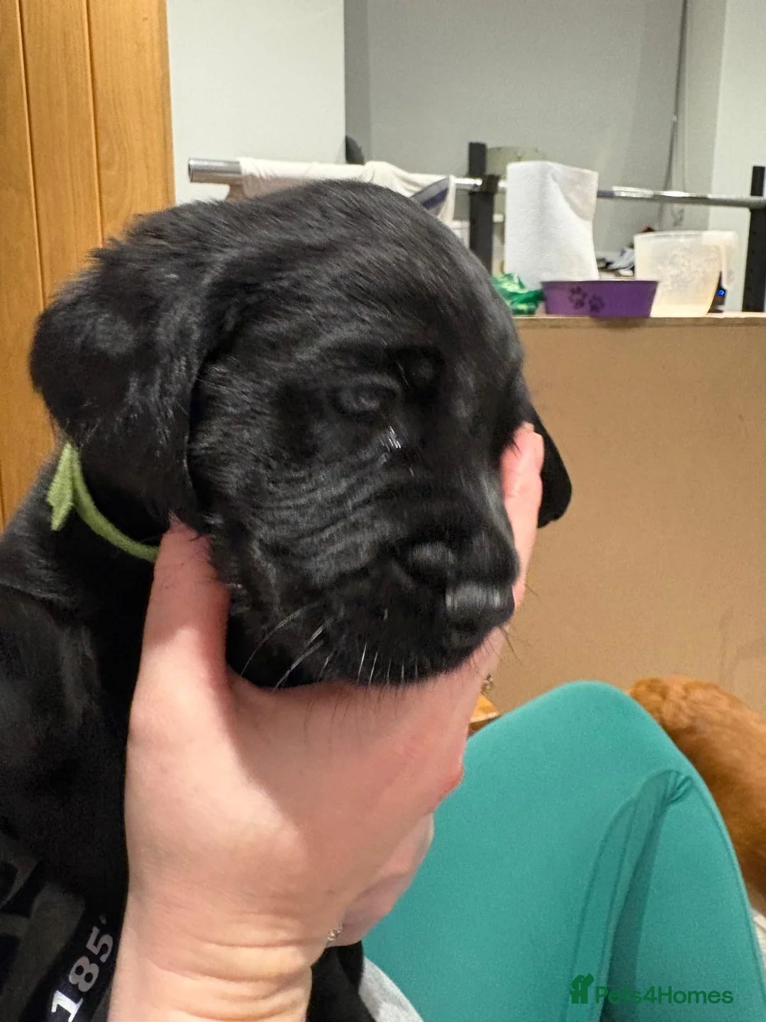 Cockerdor dogs for sale:  5 week old Cockerdor puppies  - Advert 5