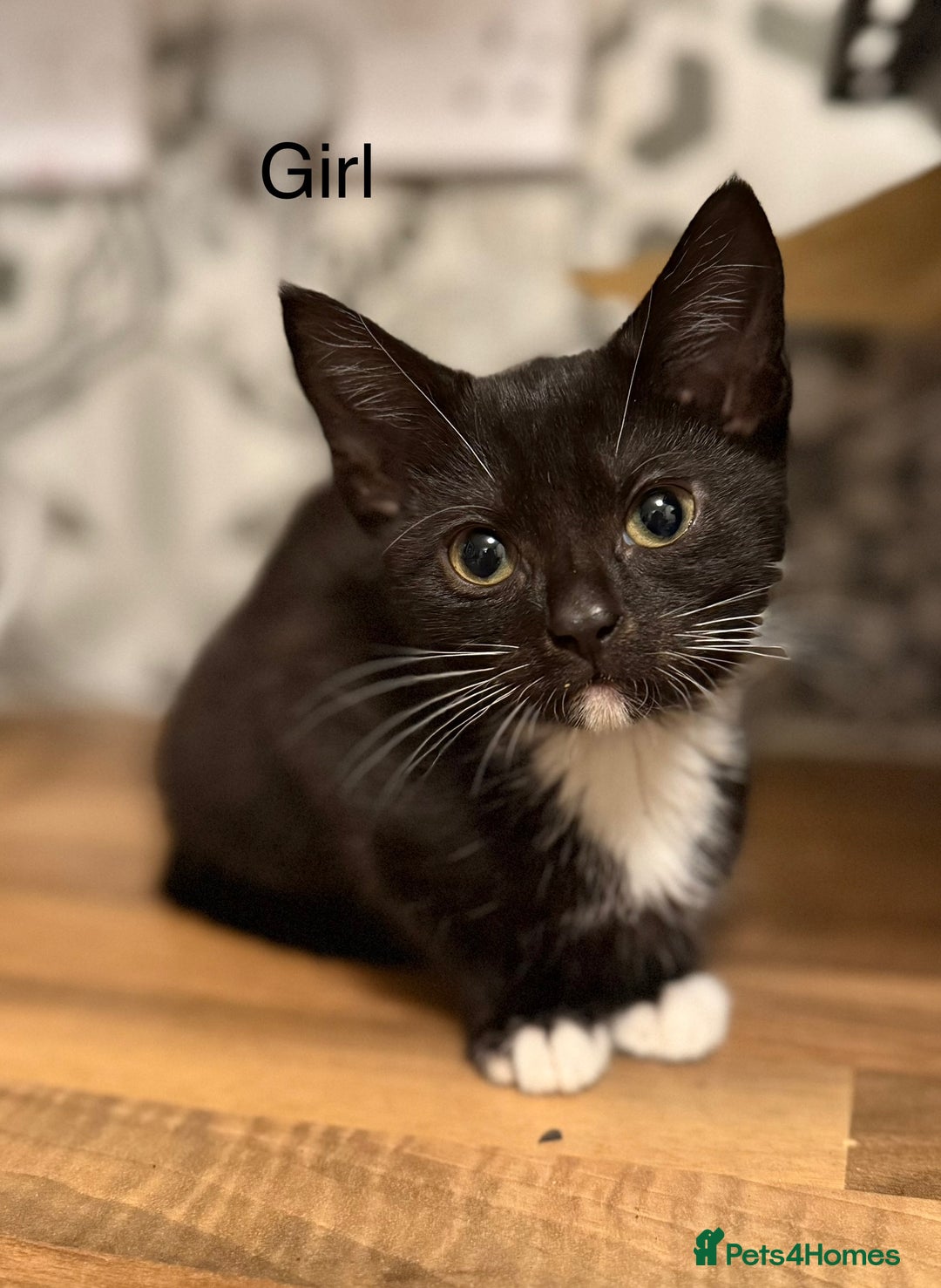 Mixed Breed cats for sale: 4 kittens for sale - Advert 4