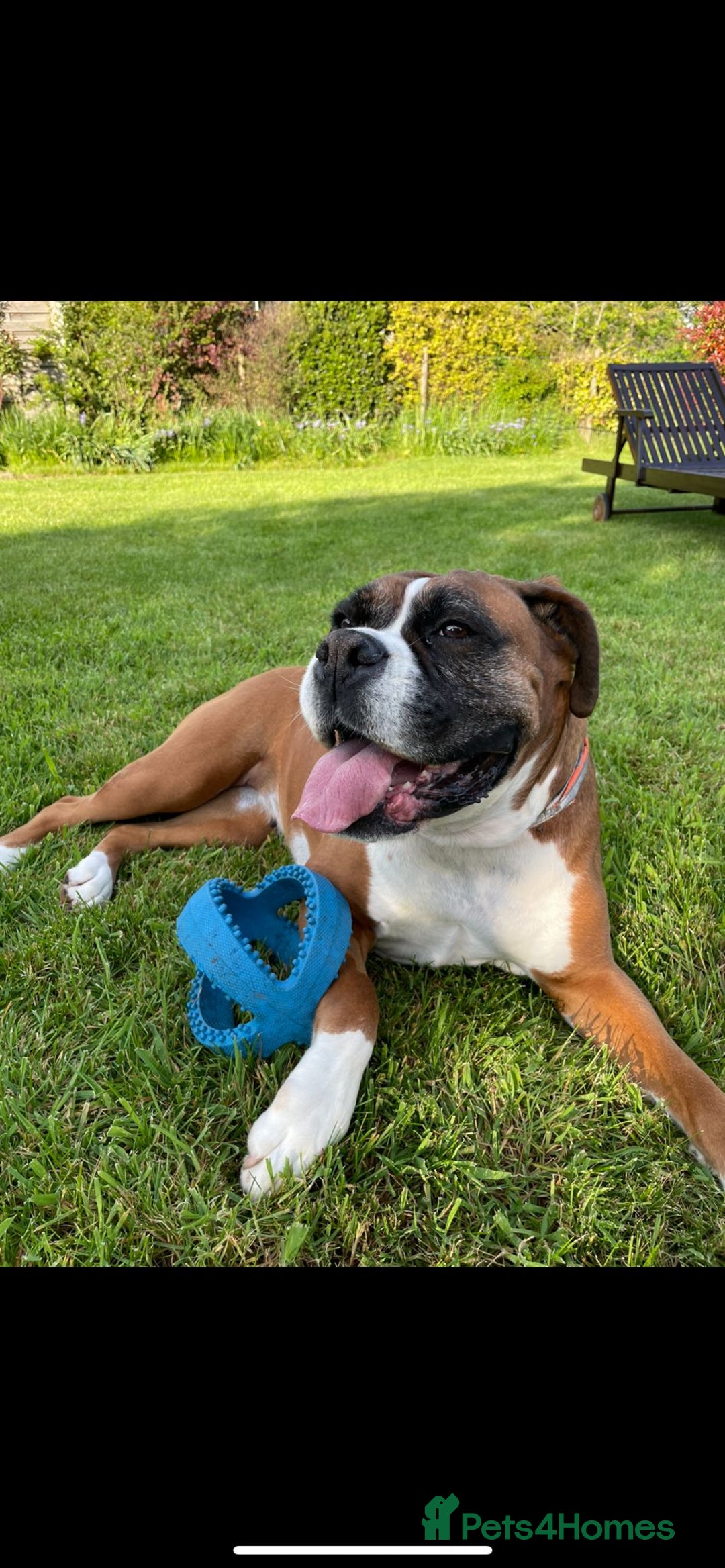 Boxer dogs for sale: Bonnie - Image 3