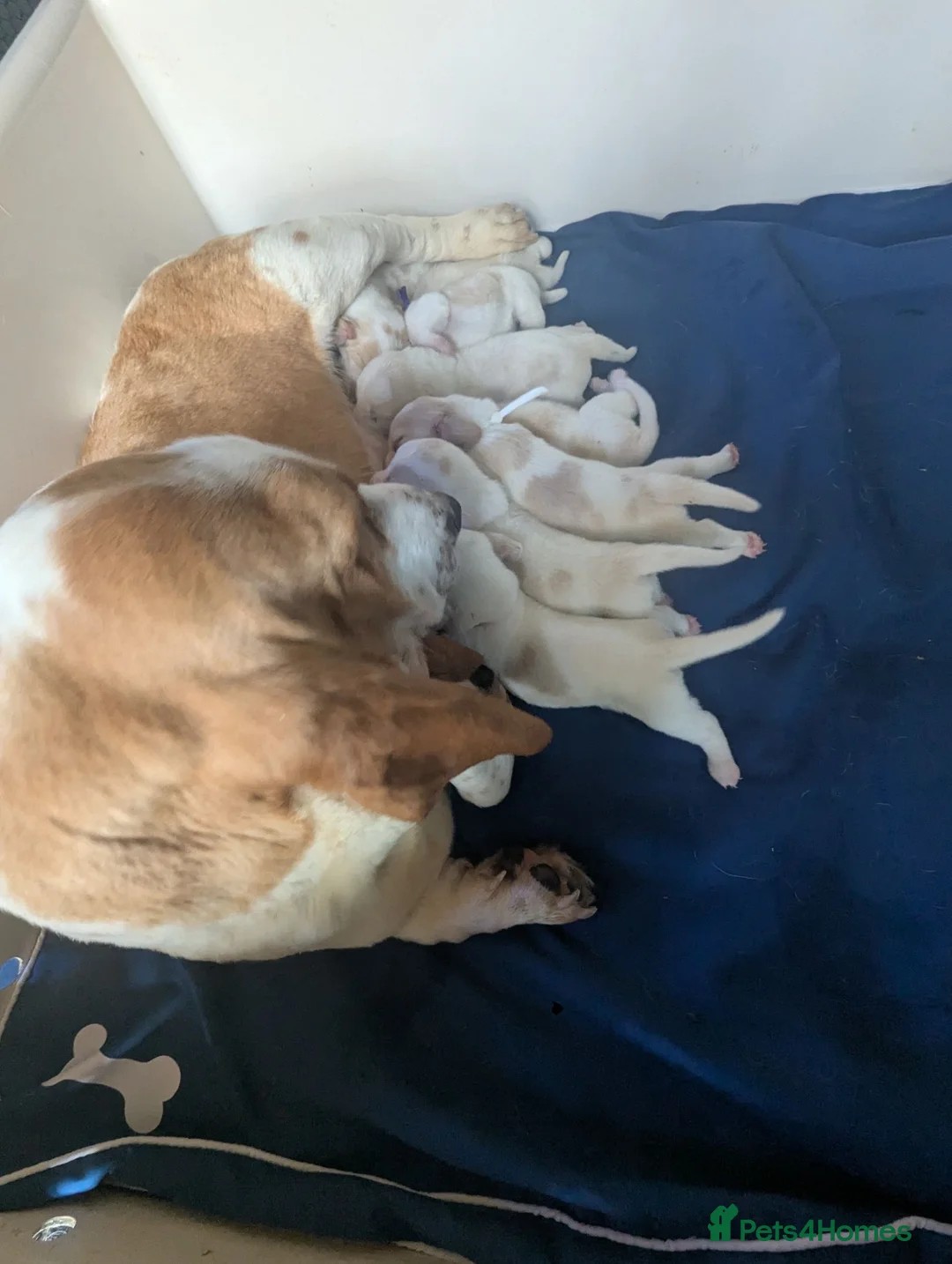 Basset Hound dogs for sale: Quality kc basset hound puppies  in Saint Austell - Advert 17