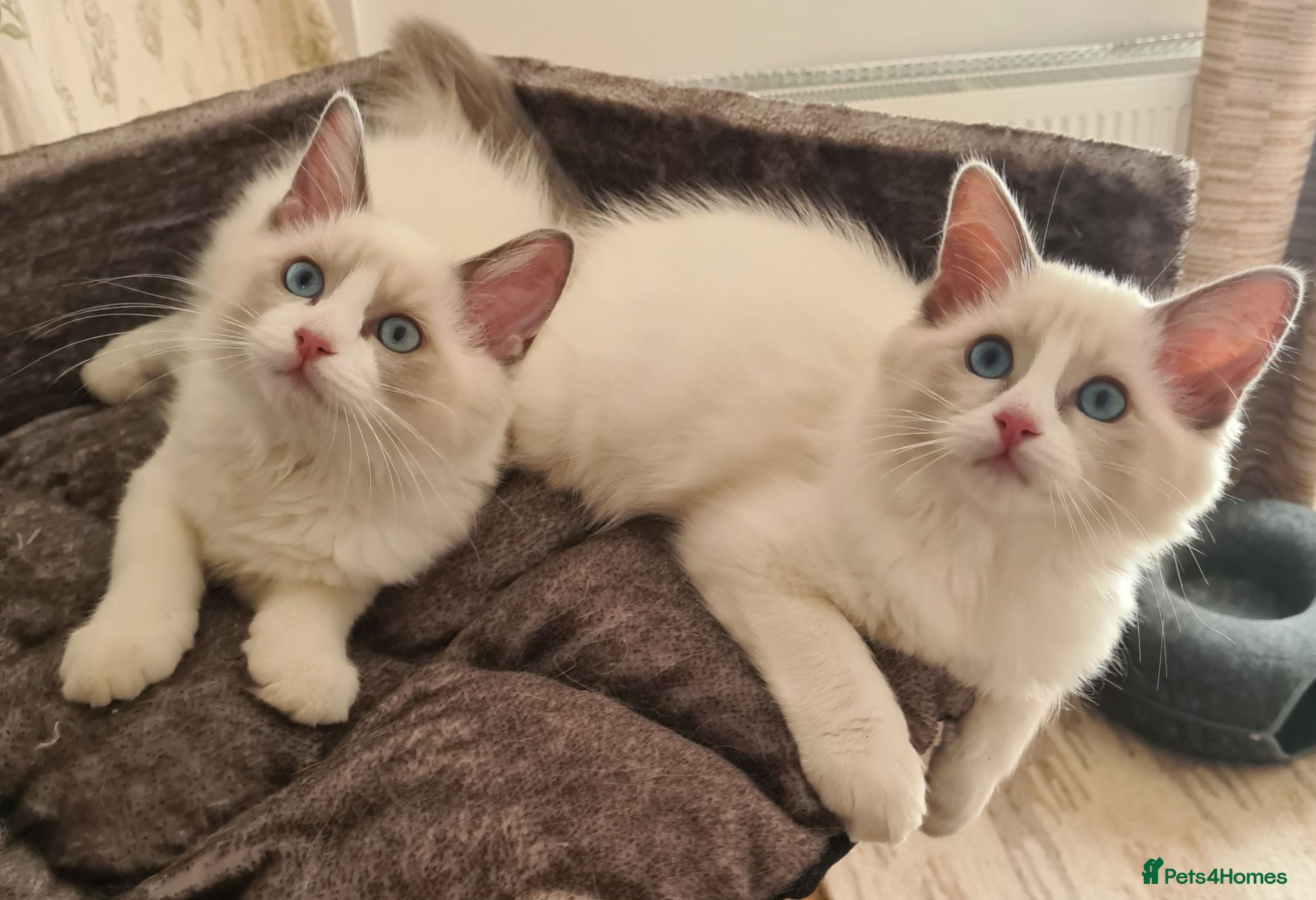 Ragdoll cats Gorgeous pure bread ragdoll kittens - Advert 4