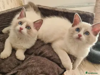 Ragdoll cats Gorgeous pure bread ragdoll kittens - Advert 4