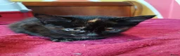 Mixed Breed cats for adoption: Kittens for sale, Jarrow in Jarrow - Advert 10