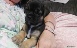 Mixed Breed dogs for sale: 1/2 chihuahua 1/2 french bulldog - Image 7