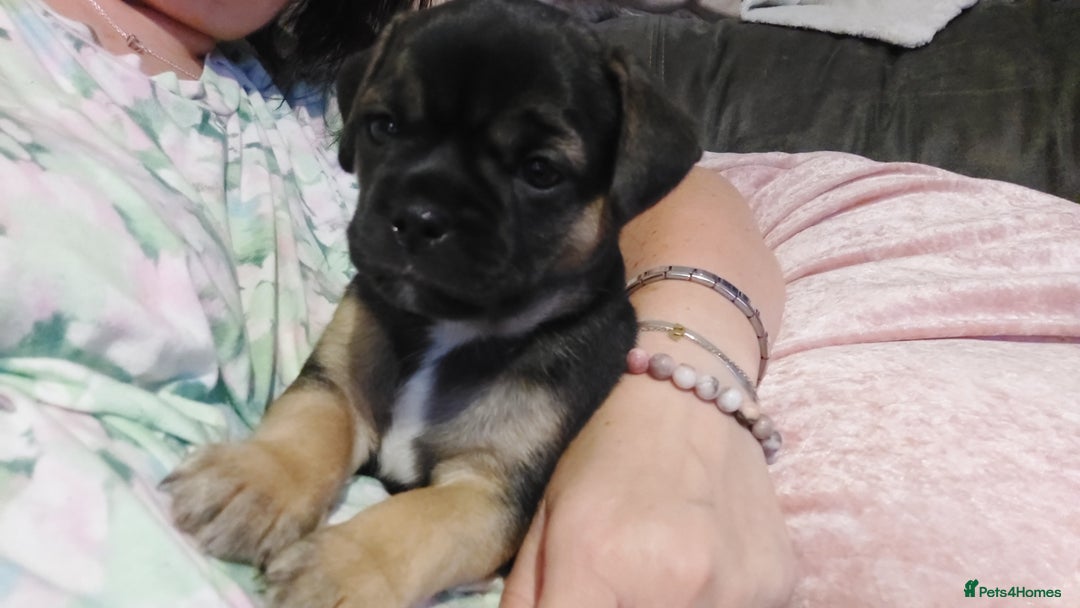Mixed Breed dogs for sale: 1/2 chihuahua 1/2 french bulldog - Image 7