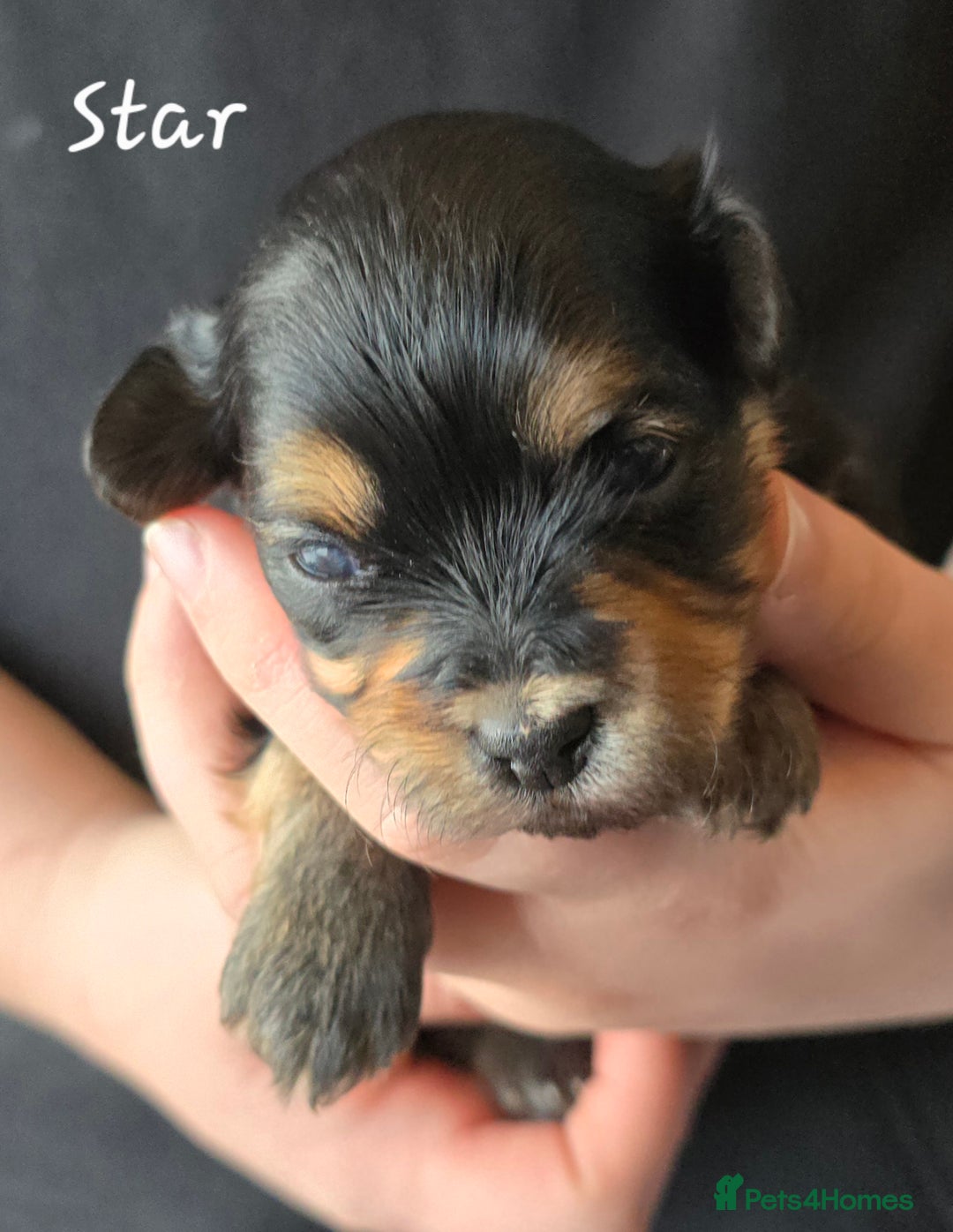 Havanese dogs for sale: Pedigree Havanese pups - Advert 13