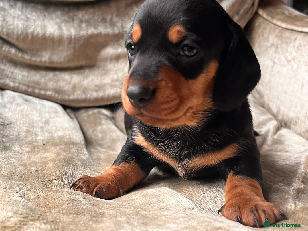 Miniature Dachshund dogs for sale: Stunning Miniature Dachshund Puppies - Image 12