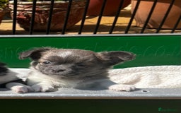 Chihuahua dogs for sale: 3 Long Coat Parti Boys - Image 12