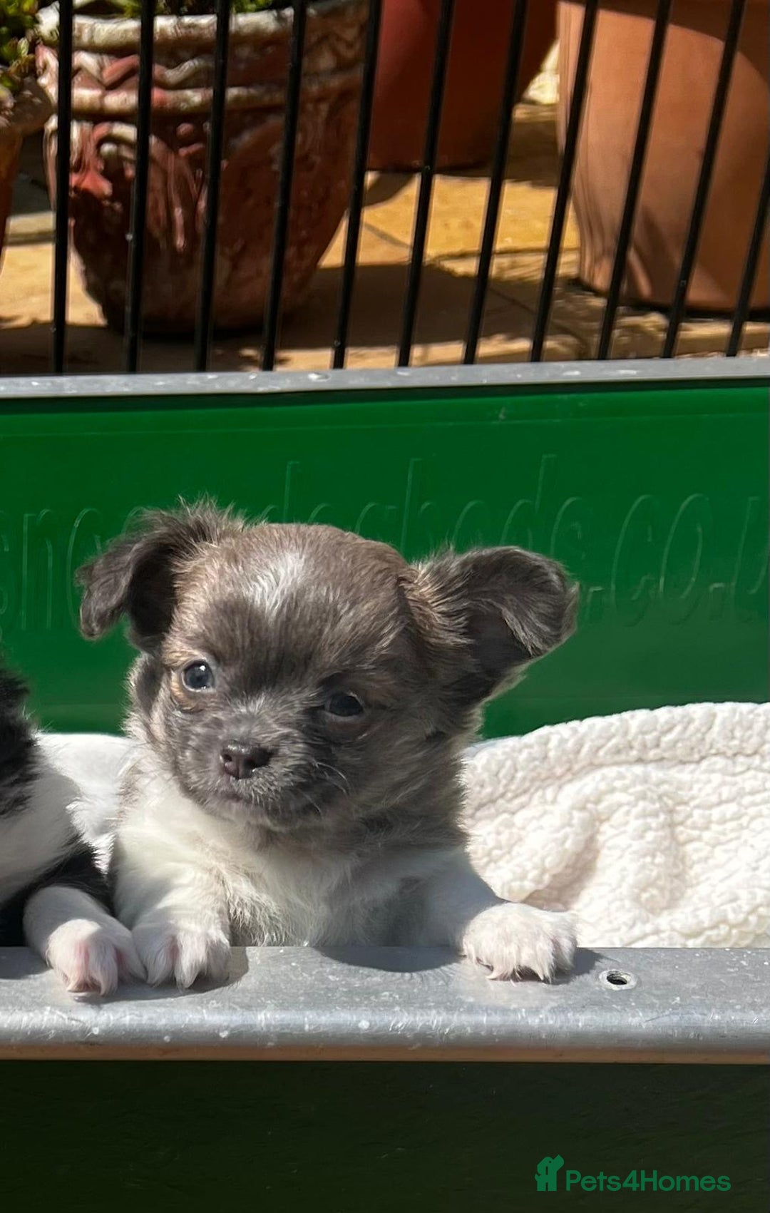 Chihuahua dogs for sale: 3 Long Coat Parti Boys - Image 12