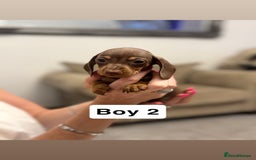 Miniature Dachshund dogs for sale: Stunning baby mini dachshunds  - Image 12