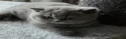 British Shorthair cats for sale: Blue British shorthair gccf registered  - Advert 6