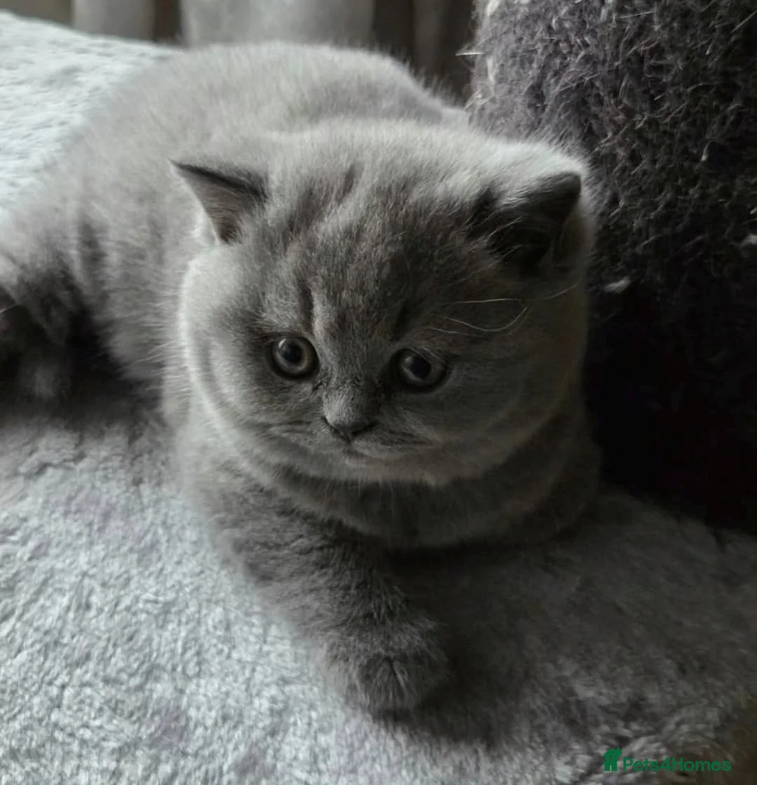British Shorthair cats for sale: Blue British shorthair gccf registered  - Advert 6