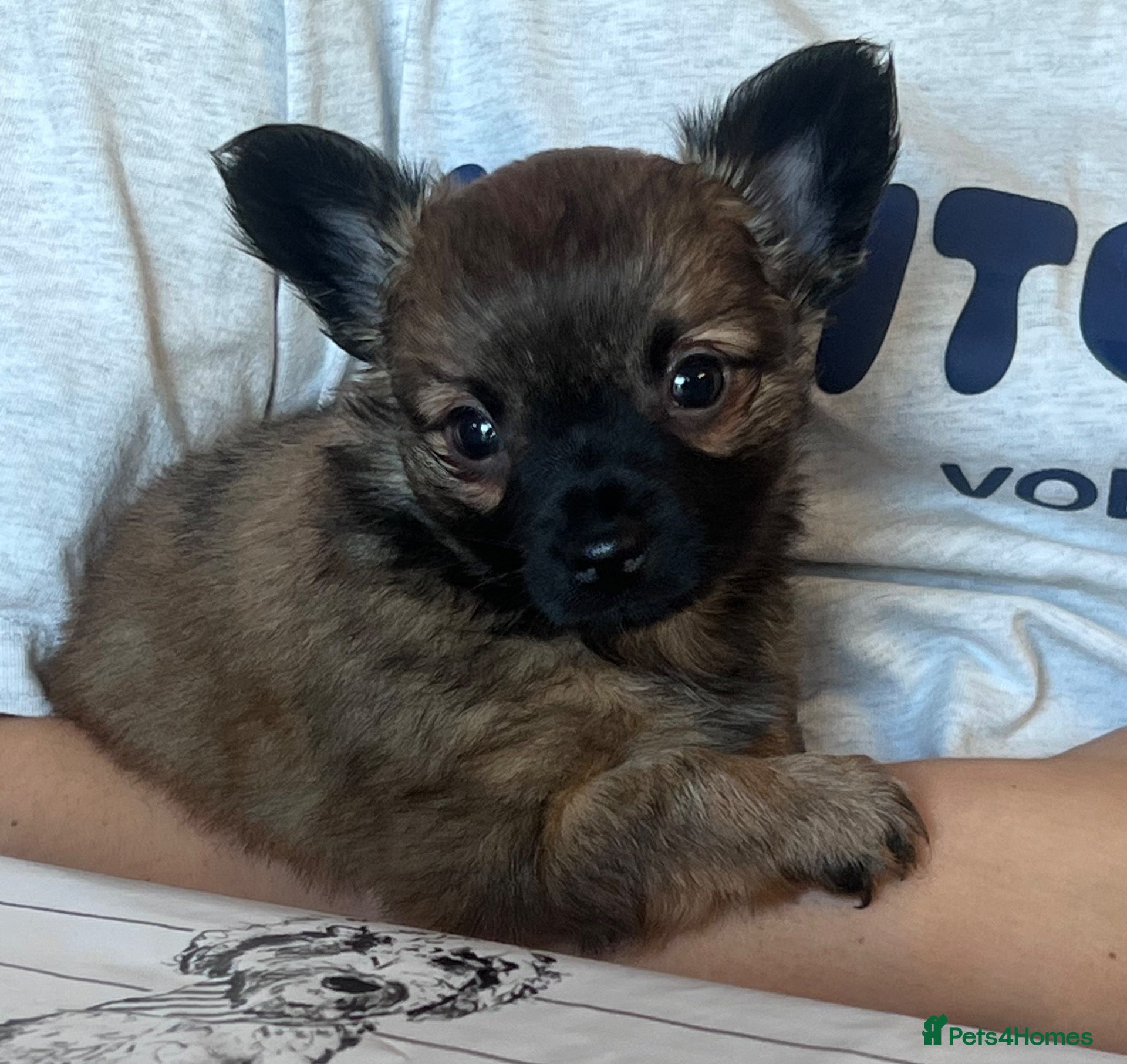Chihuahua dogs One male long haired chihuahua puppy  - Advert 5