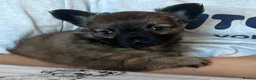 Chihuahua dogs for sale: One male long haired chihuahua puppy  - Advert 3