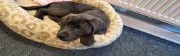 Labrador Retriever dogs for sale: Last pup of litter avalible - Advert 4
