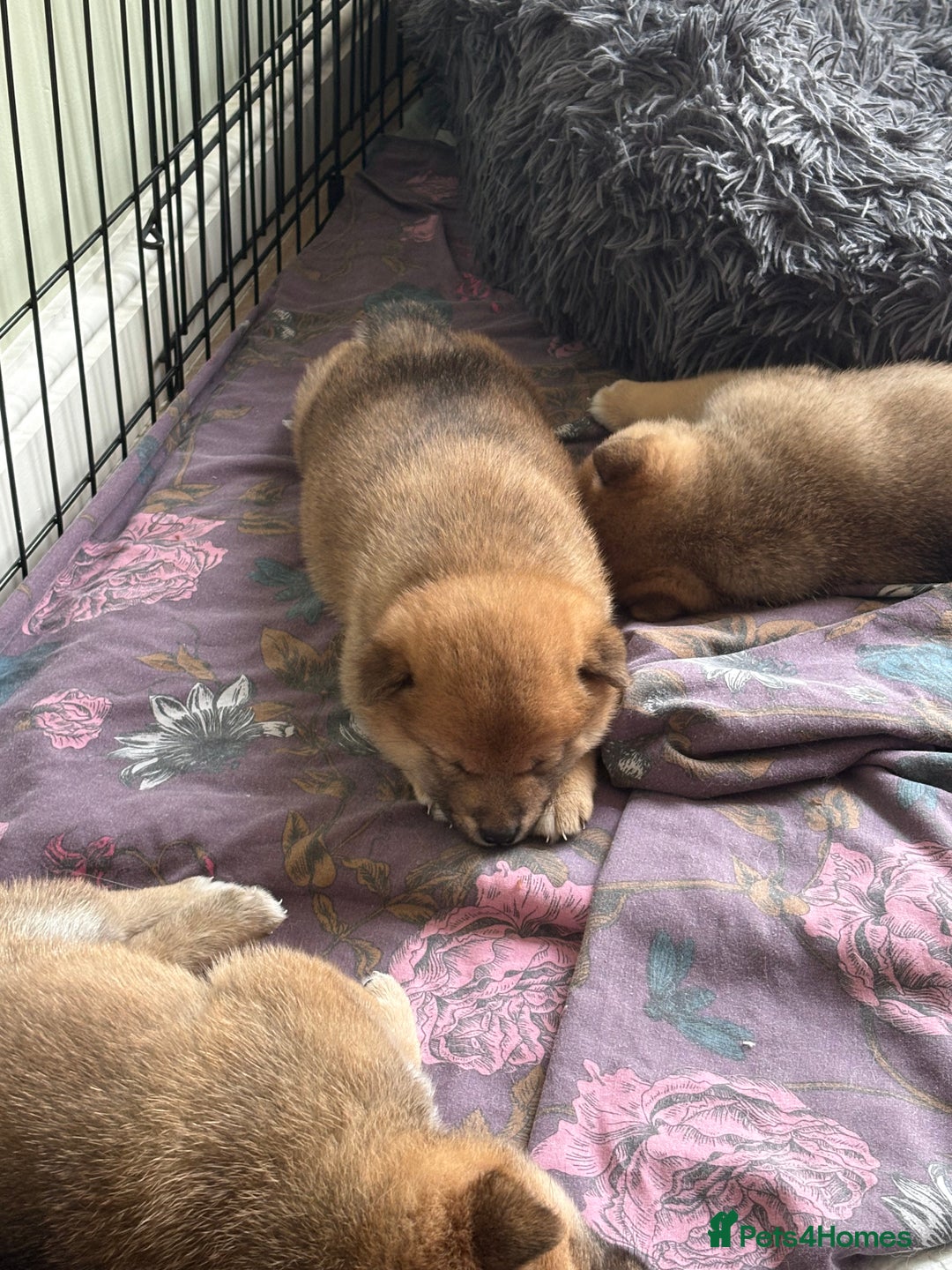 Japanese Shiba Inu dogs for sale: KC Registered Japanese Shiba-Inus  - Image 6