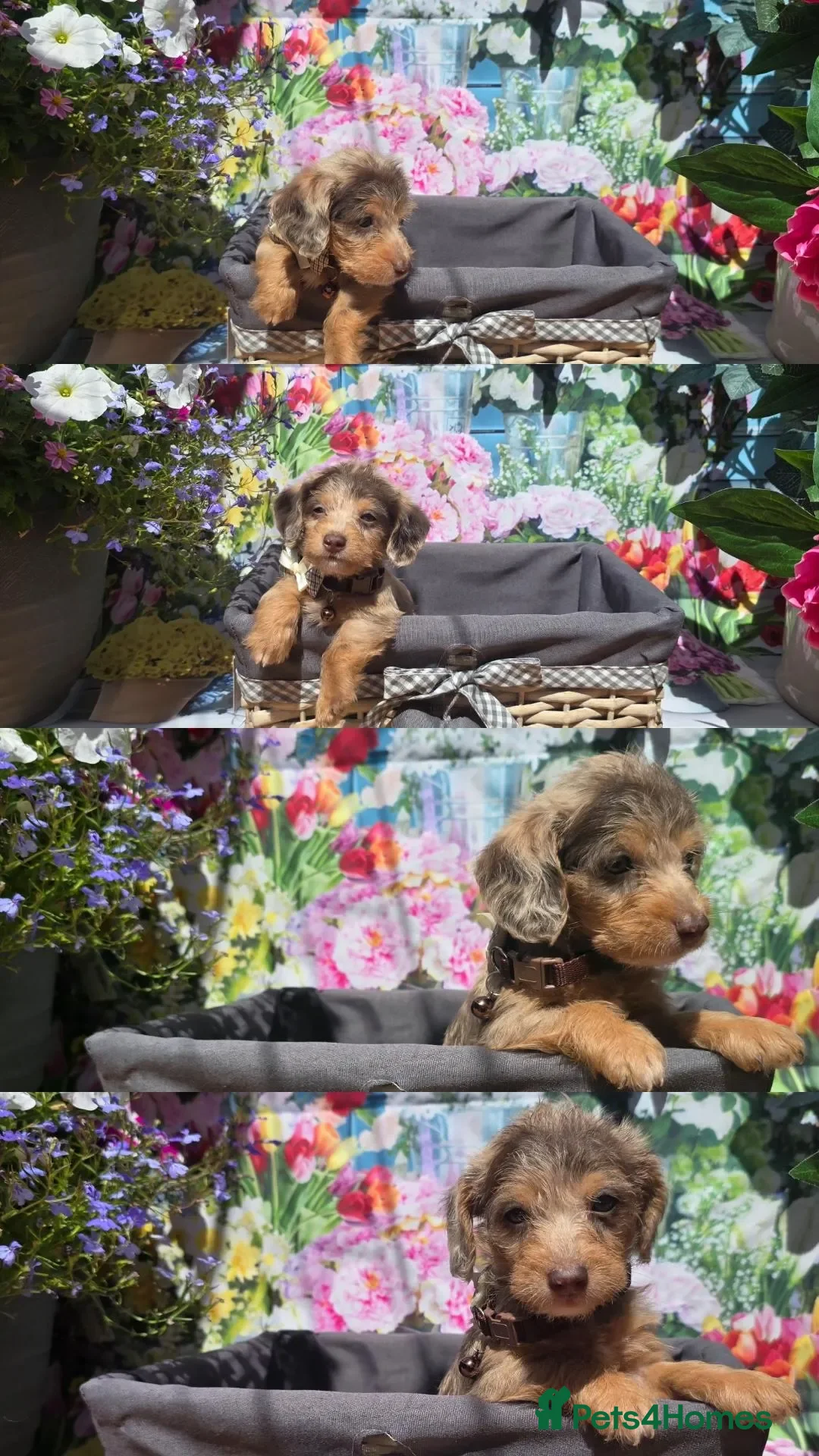 Doxiepoo dogs for sale: Beautiful F1 mixed doxipoo puppies  - Advert 1