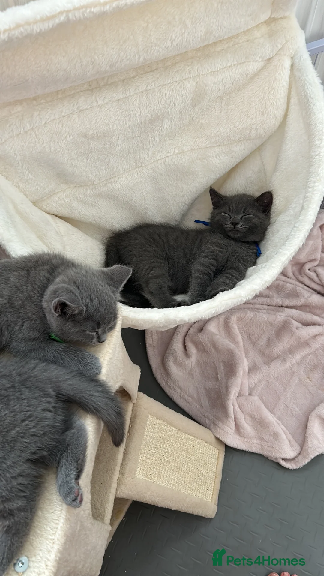 British Shorthair cats for sale: Bella,s British Shorthairs 🐾🩷🩵 - Advert 2