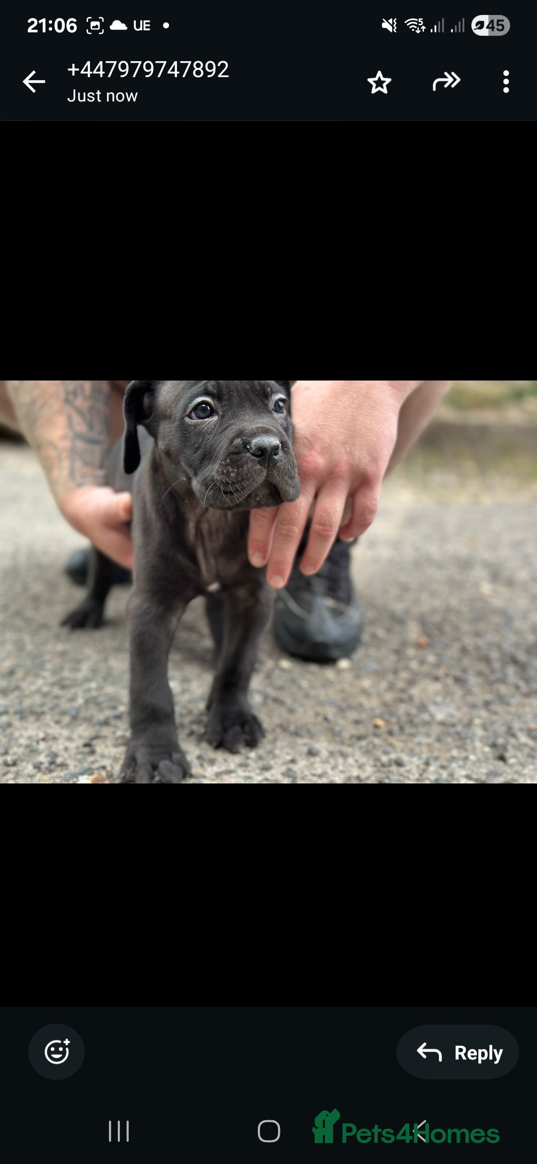 Cane Corso dogs for sale: Last 3 of the 10 cane cane corso puppys left  - Image 26
