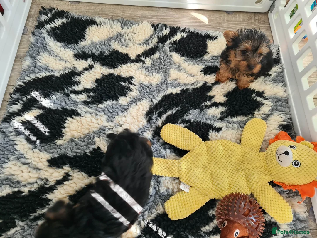 Yorkshire Terrier dogs for sale: Minature Yorkshire Terrier《 BOY》 in Newcastle - Advert 2